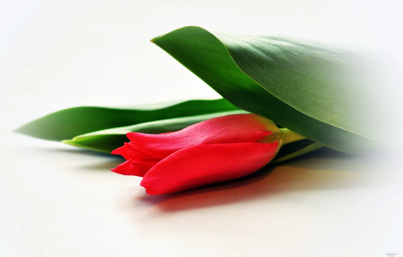 Фото обои листья, красный, тюльпан, размытость, белый фон