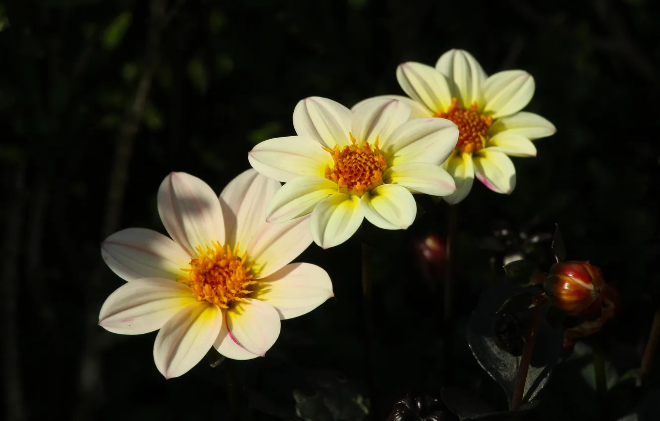 Фото обои garden, blooming, dahlia