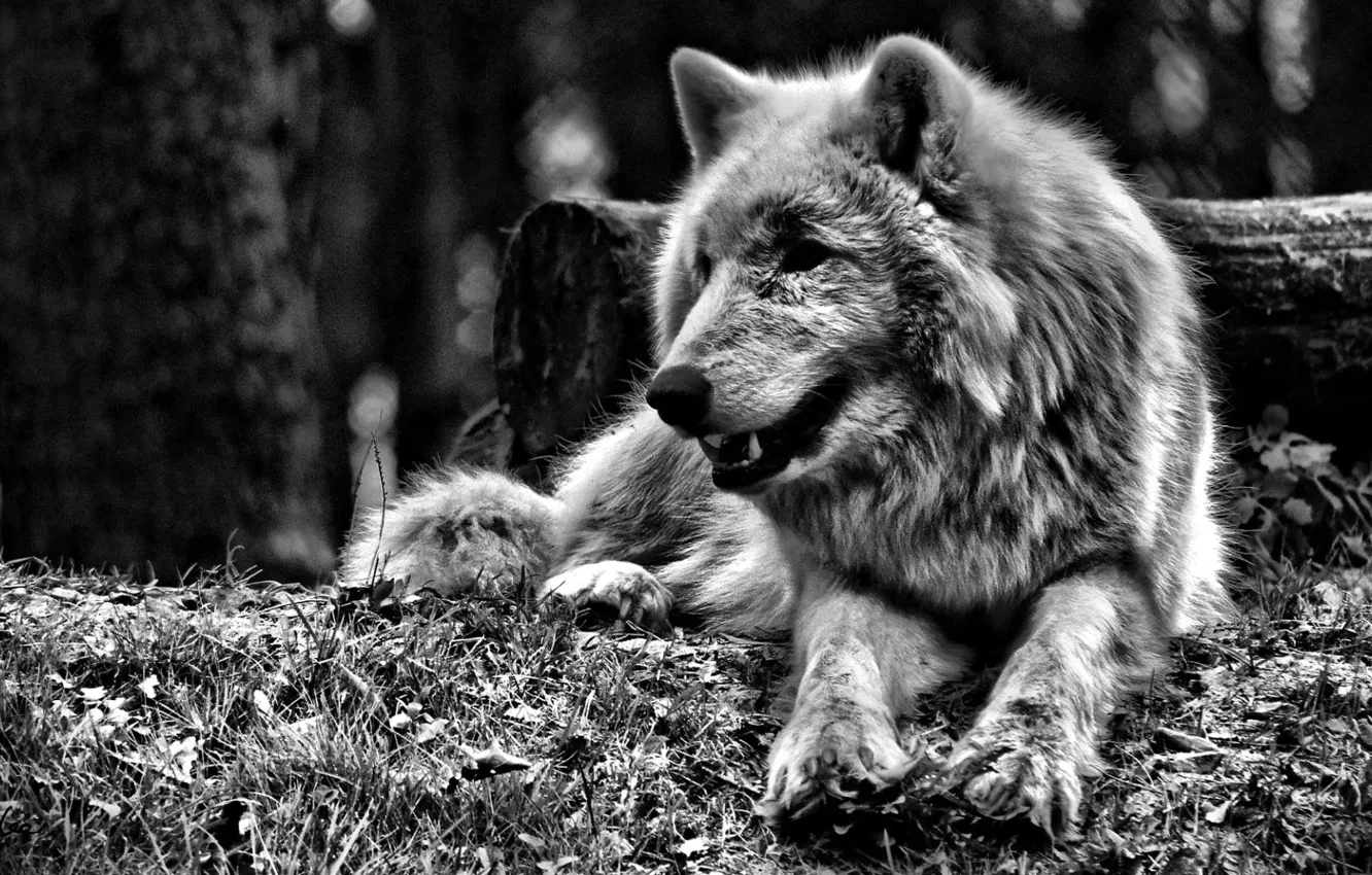 Фото обои forest, animals, monochrome, mammal1, greyscale photo of wolf