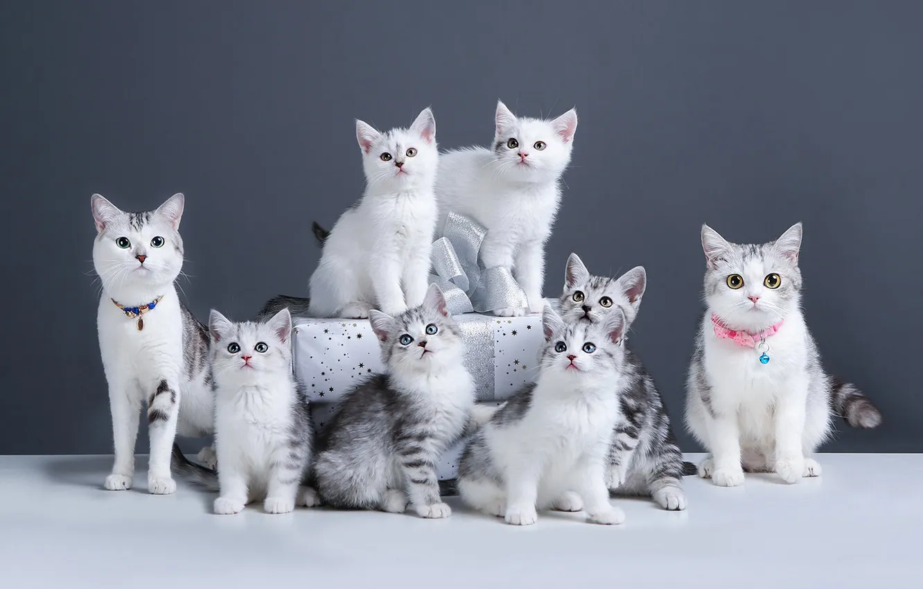 Фото обои взгляд, кошки, поза, котята, мордашки