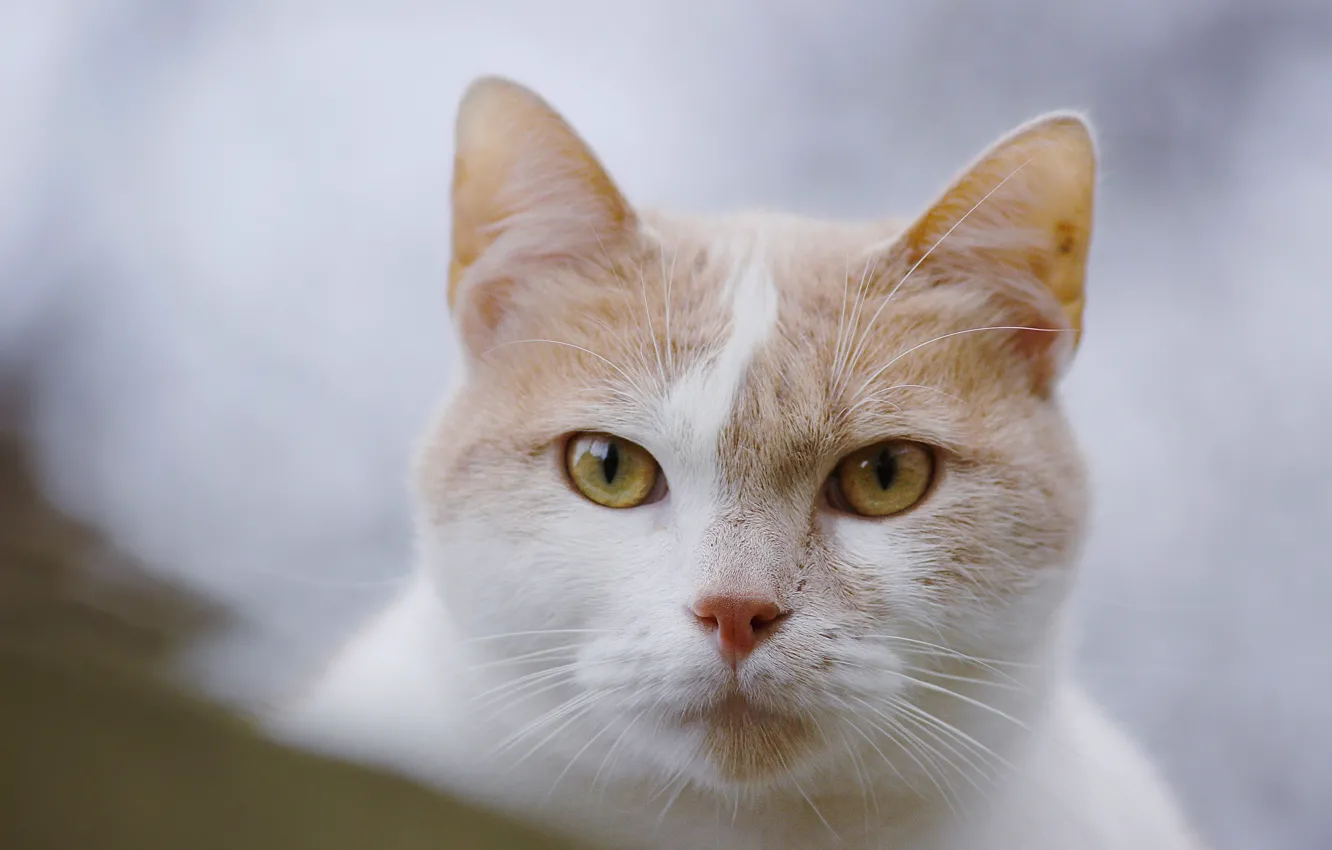 Фото обои кошка, кот, взгляд, мордочка