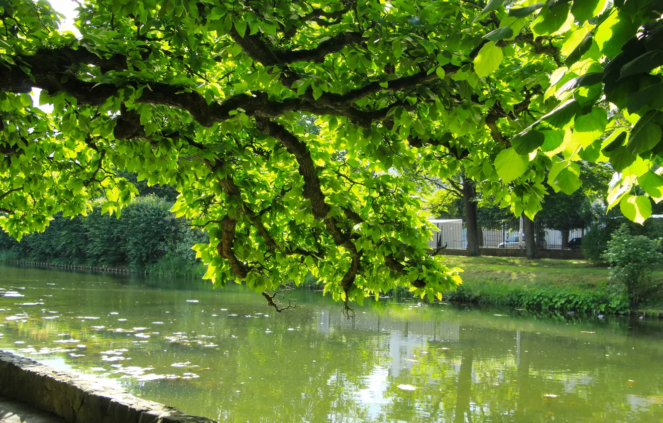 Фото обои park, tree, twigs