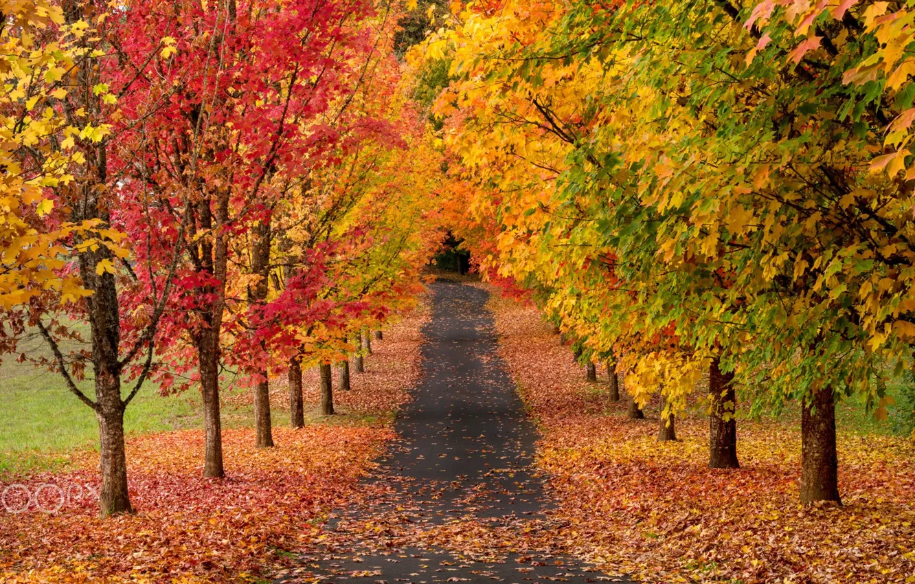 Фото обои дорога, осень, деревья, природа, краски
