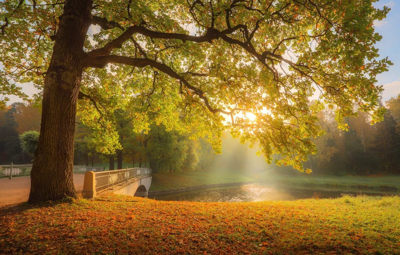 Фото обои осень, лучи, деревья, пейзаж, природа, туман, парк, мостик