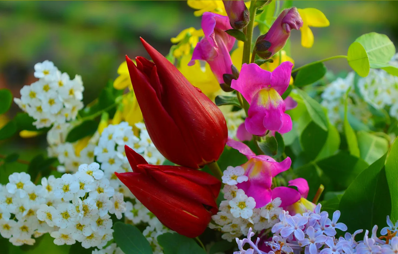 Фото обои Цветы, Весна, Flowers, Spring, Red tulips, Красные тюльпаны