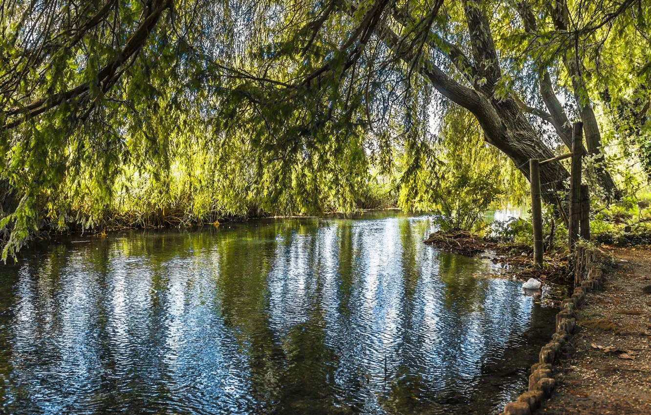 Фото обои деревья, река, листва