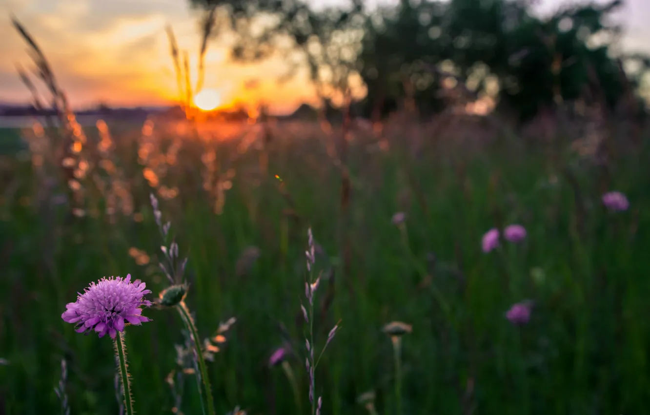 Фото обои поле, трава, солнце, макро, закат, Цветы, вечер, размытость