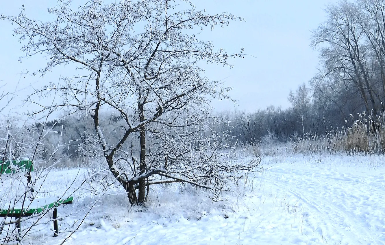 Фото обои зима, иней, лес, снег, скамейка, forest, winter, snow