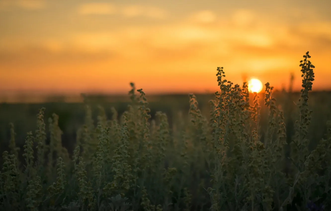 Фото обои поле, трава, пейзаж, закат