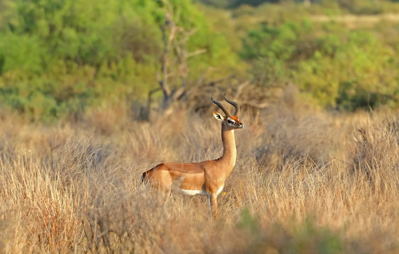 Фото обои Африка, Кения, геренук, жирафовая газель