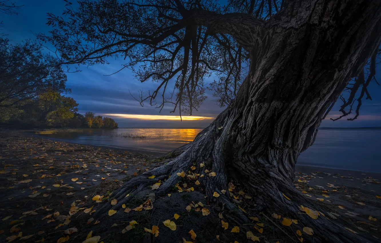 Фото обои листья, ночь, дерево, берег