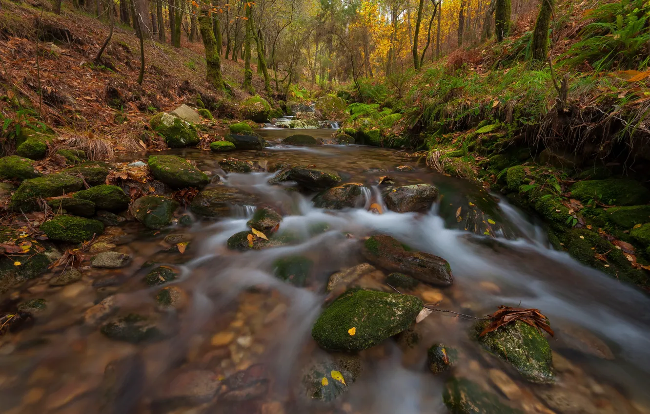 Фото обои осень, лес, листья, ручей, камни, течение, мох, склон
