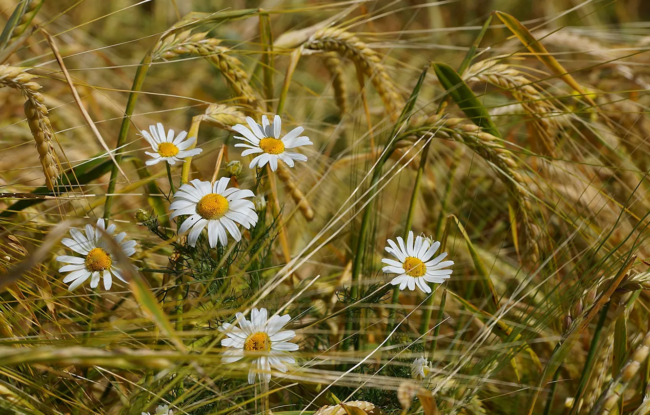 Фото обои пшеница, поле, лето, цветы, ромашки, колоски