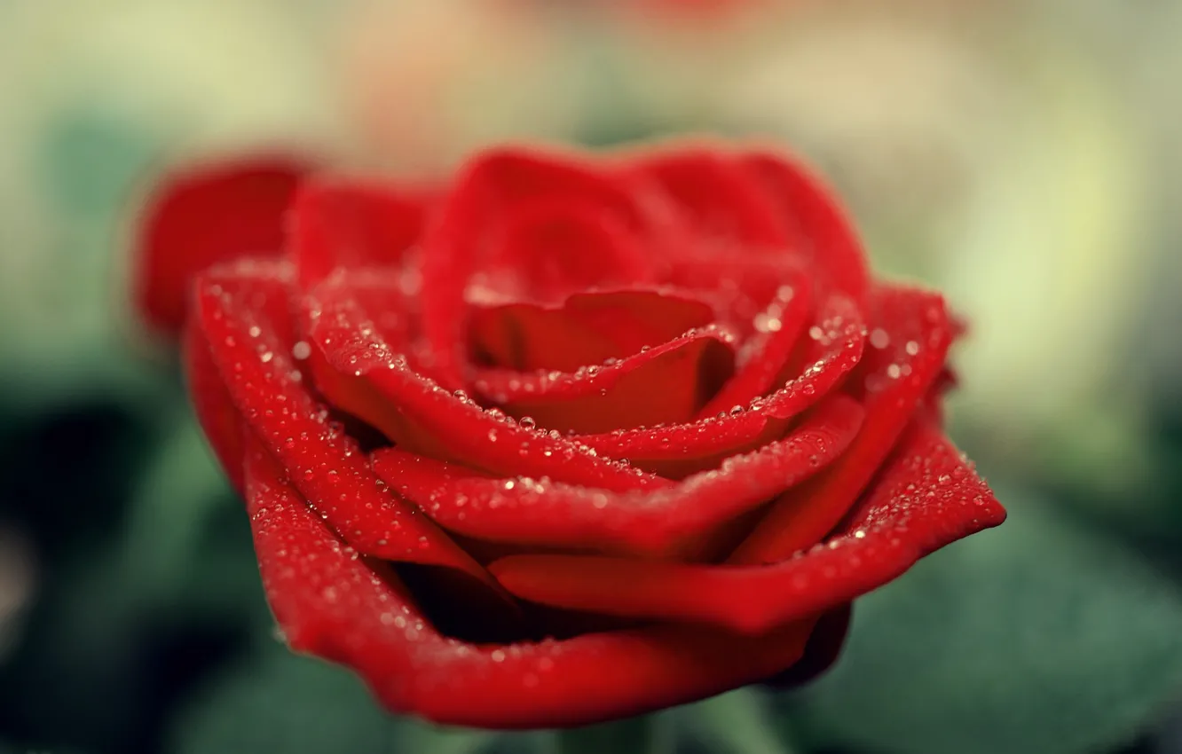 Фото обои цветок, капли, макро, роза, лепестки, красная, алая