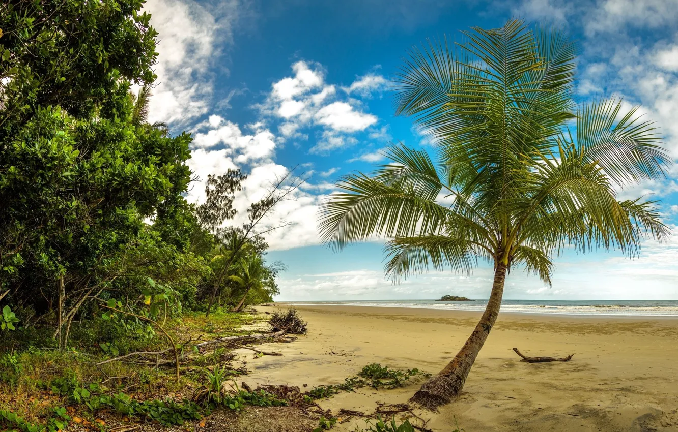 Фото обои пляж, тропики, пальма