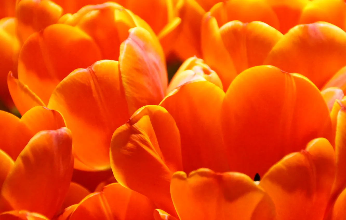 Фото обои текстура, весна, лепестки, тюльпаны