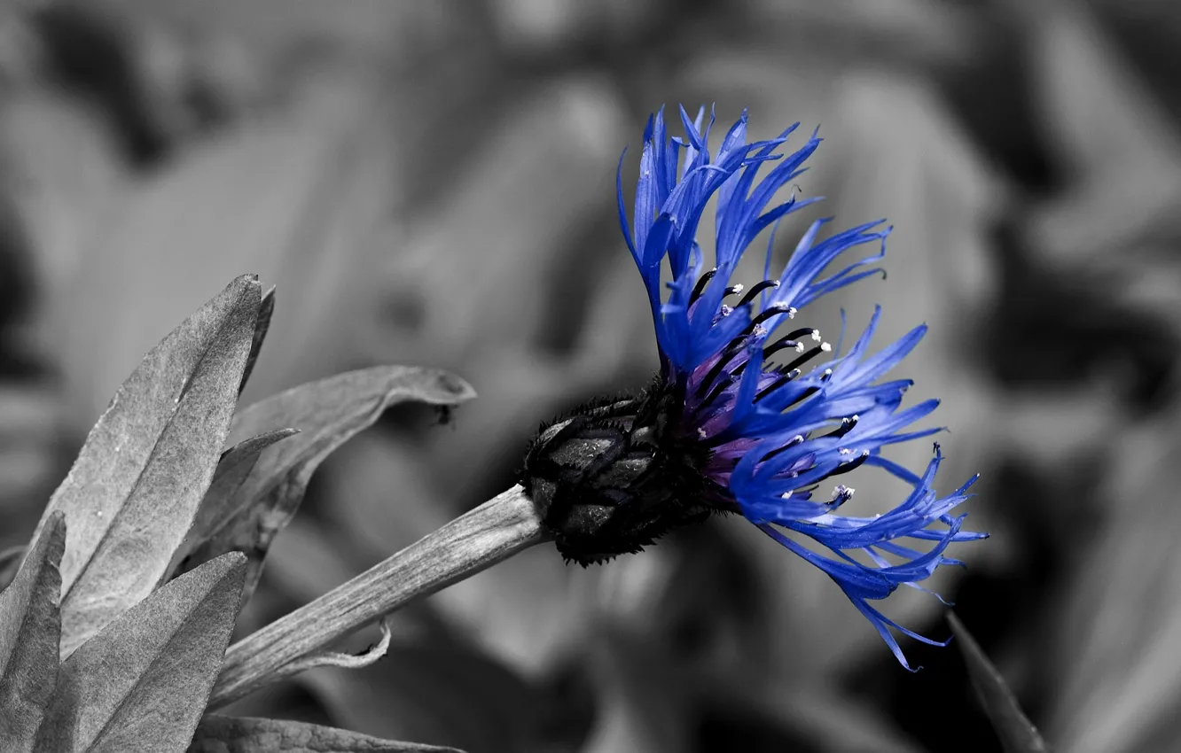 Фото обои синий, черно-белая, контраст, василек