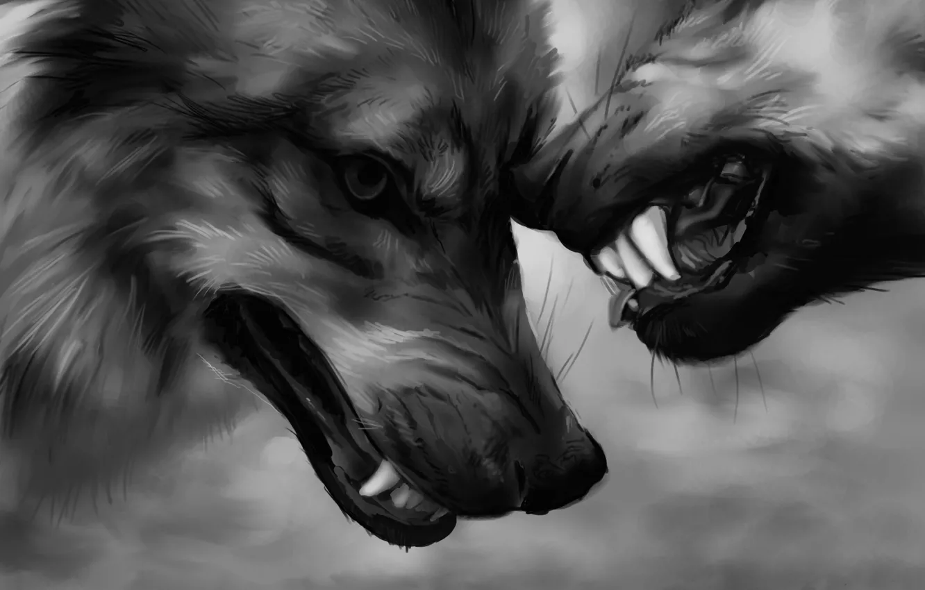 Фото обои сила, клыки, волки, агрессия, власть