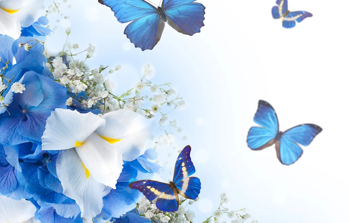 Фото обои бабочки, цветы, white, blue, blossom, flowers, butterflies