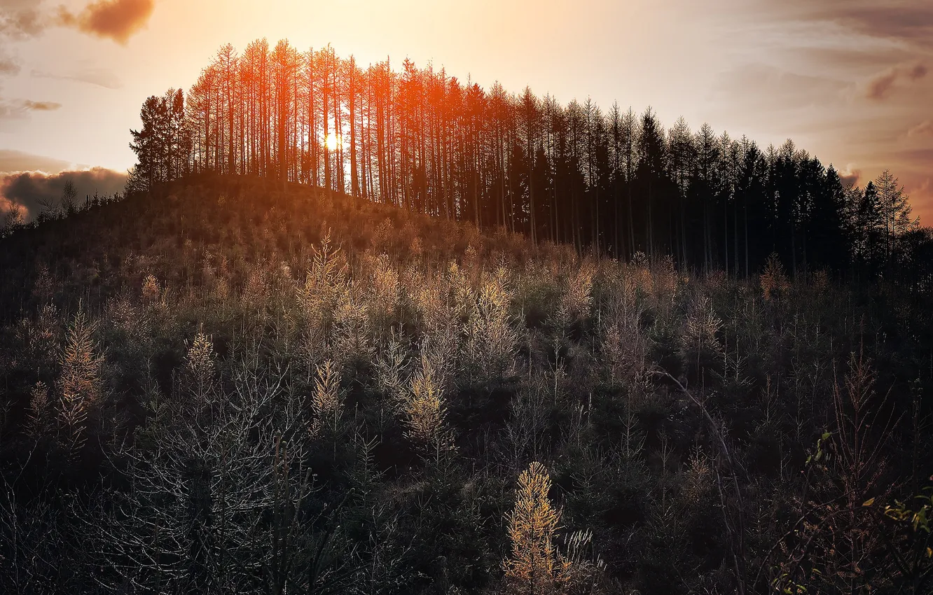 Фото обои лес, свет, пейзаж