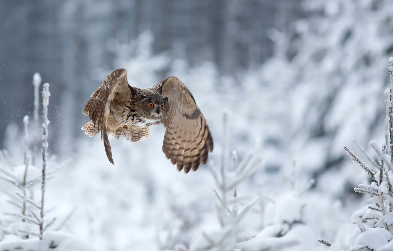 Фото обои зима, сова, полёт, Eagle Owl