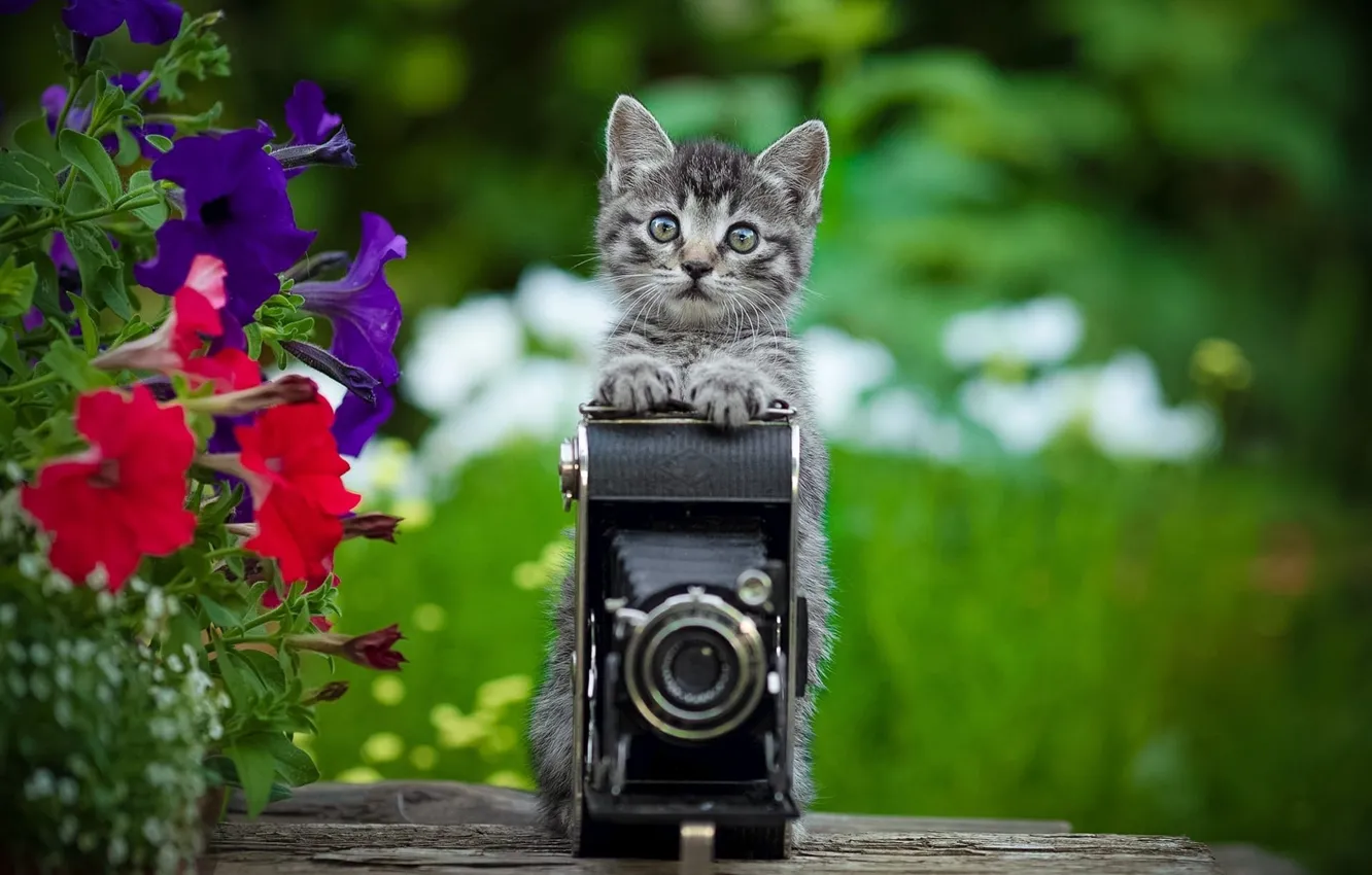 Фото обои цветы, фотоаппарат, котёнок, петунии, Юрий Коротун
