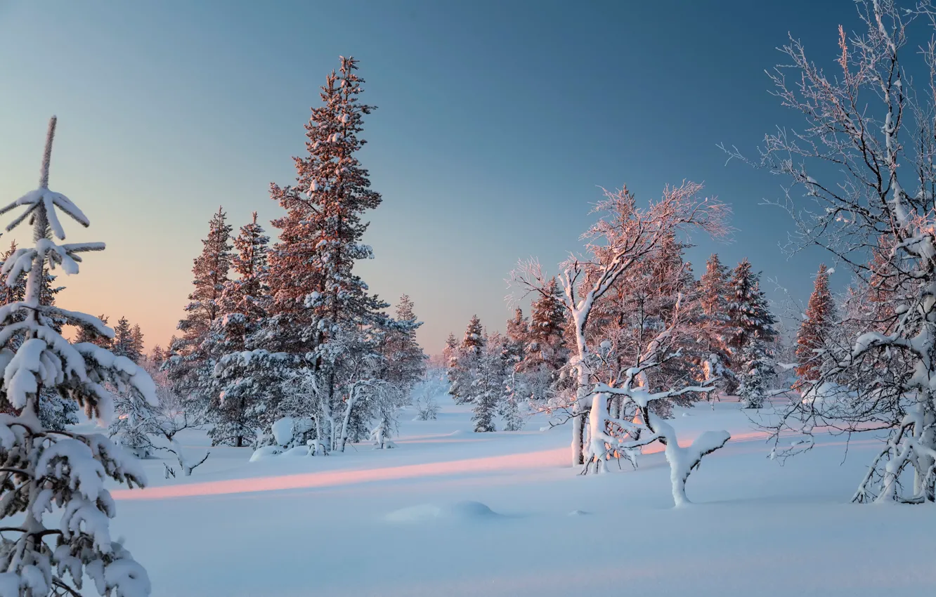 Фото обои зима, снег, деревья, сугробы, Финляндия, Finland, Lapland, Лапландия