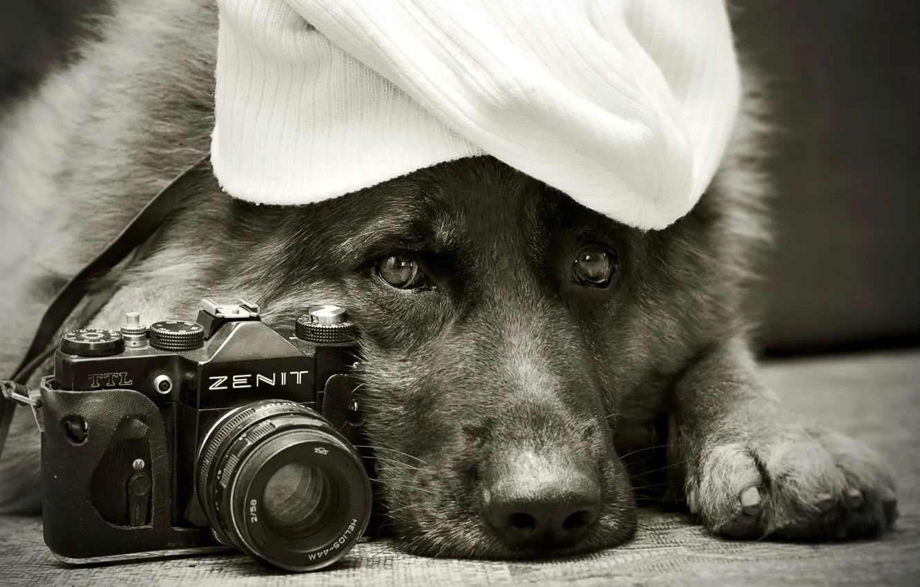 Фото обои друг, собака, Zenit, Немецкая овчарка