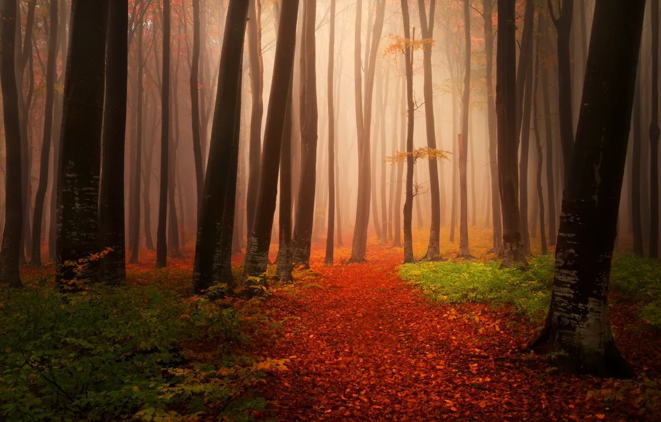 Фото обои осень, лес, листья, деревья, природа, туман, тропинка, Пейзажи