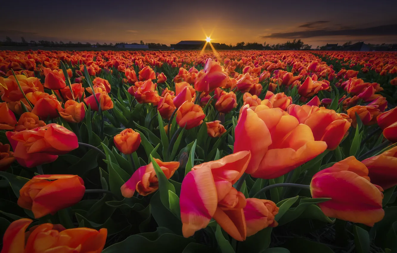 Фото обои поле, закат, цветы, тюльпаны