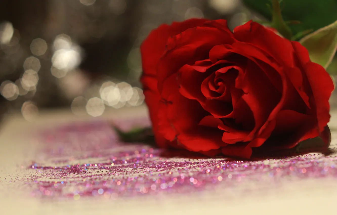 Фото обои цветок, поверхность, блеск, роза, красная