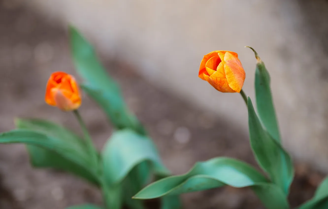 Фото обои цветы, желтые, тюльпаны, оранжевые лепестки