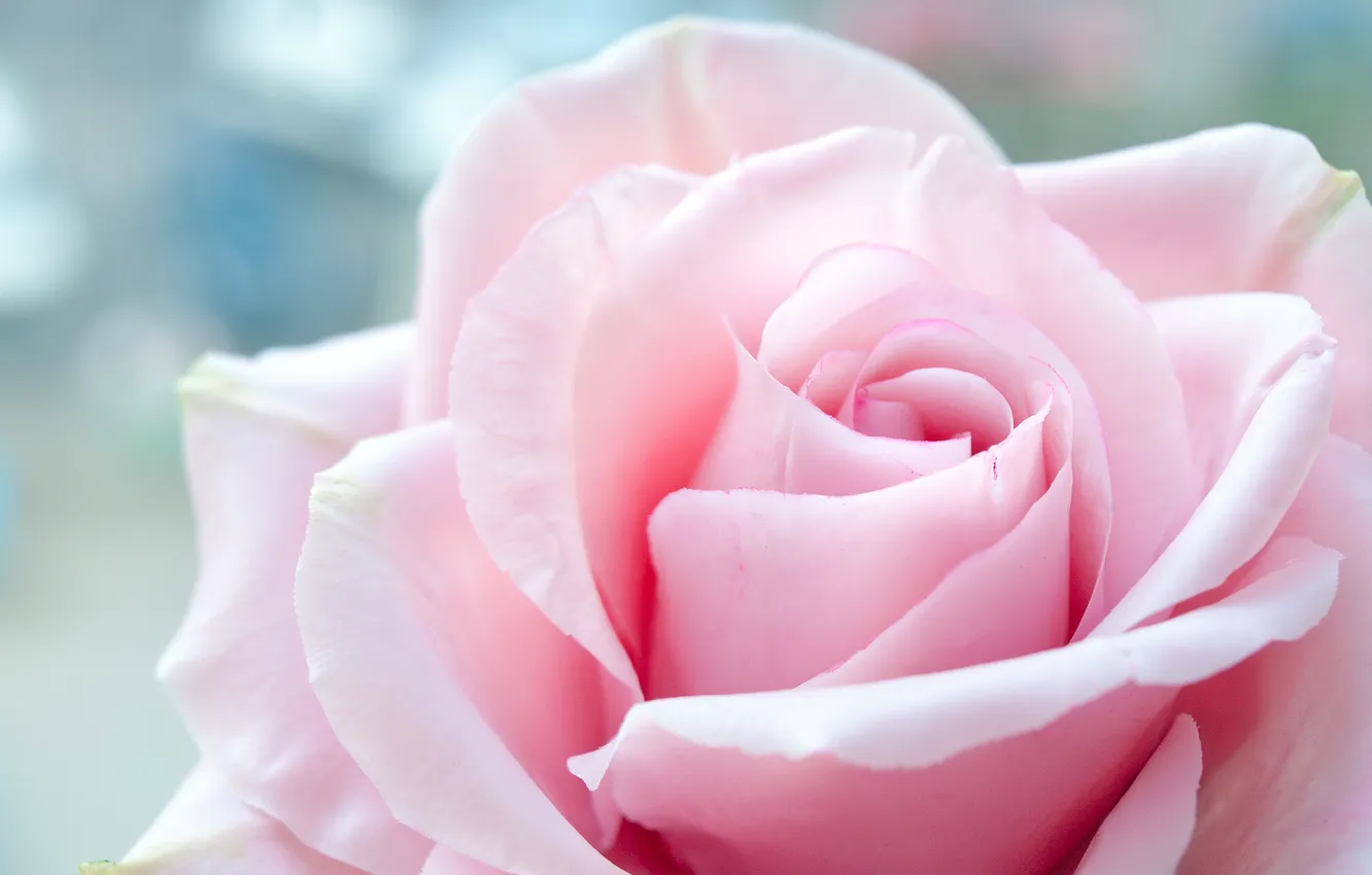Фото обои цветок, цветы, роза, розовая роза