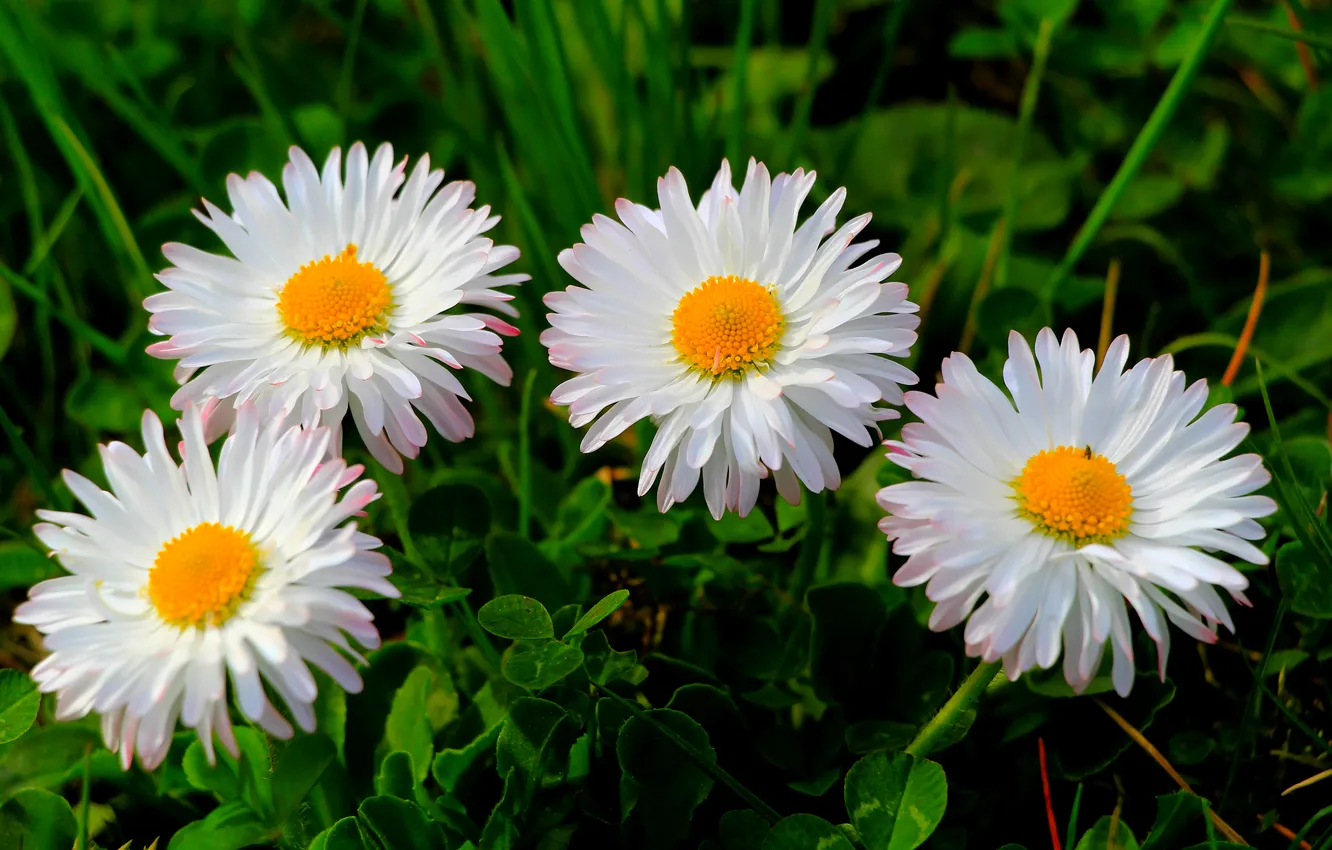 Фото обои flower, spring, daisy