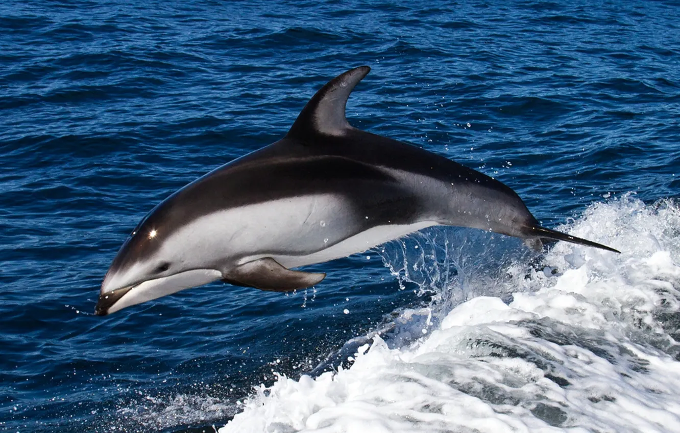 Фото обои море, дельфин, прыжок, волна