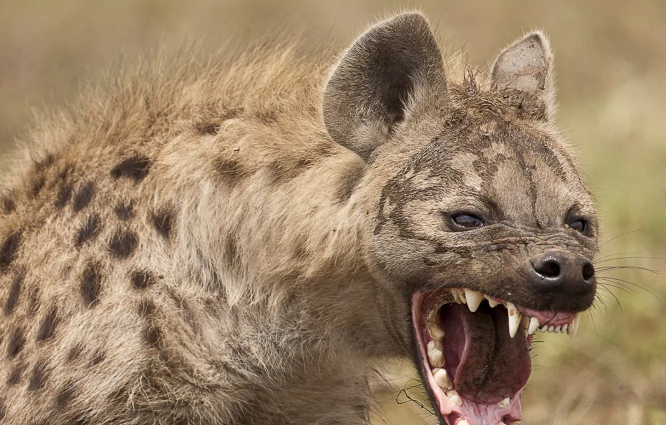 Фото обои animal, hyena, animal themes, animals in the wild, animal wildlife