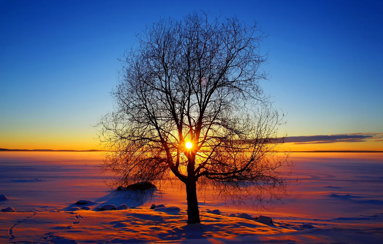 Фото обои зима, небо, солнце, снег, закат, дерево