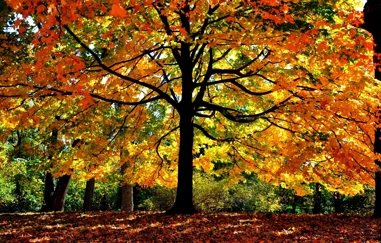 Фото обои листья, свет, ветки, дерево, Осень