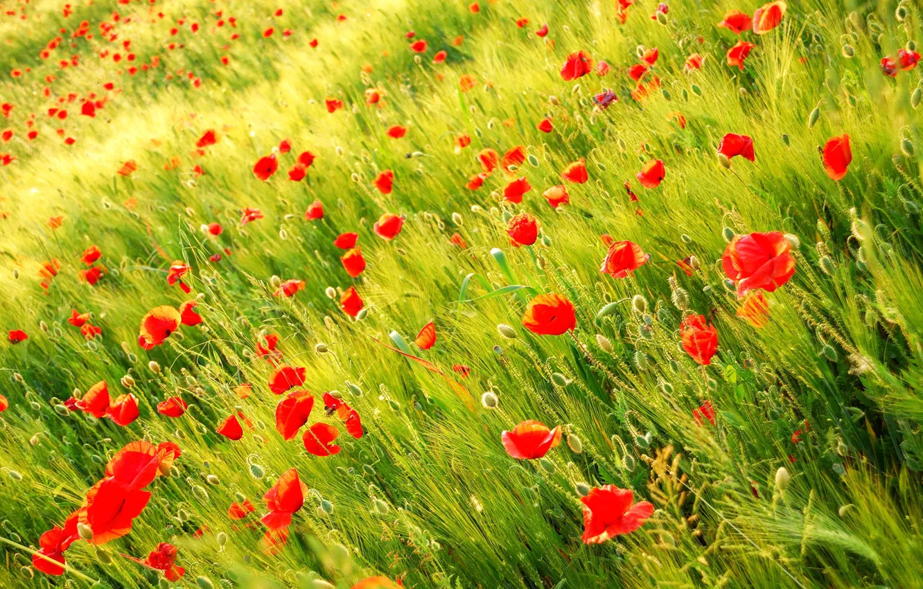 Фото обои поле, природа, растения, Маки, красные, Wild poppy