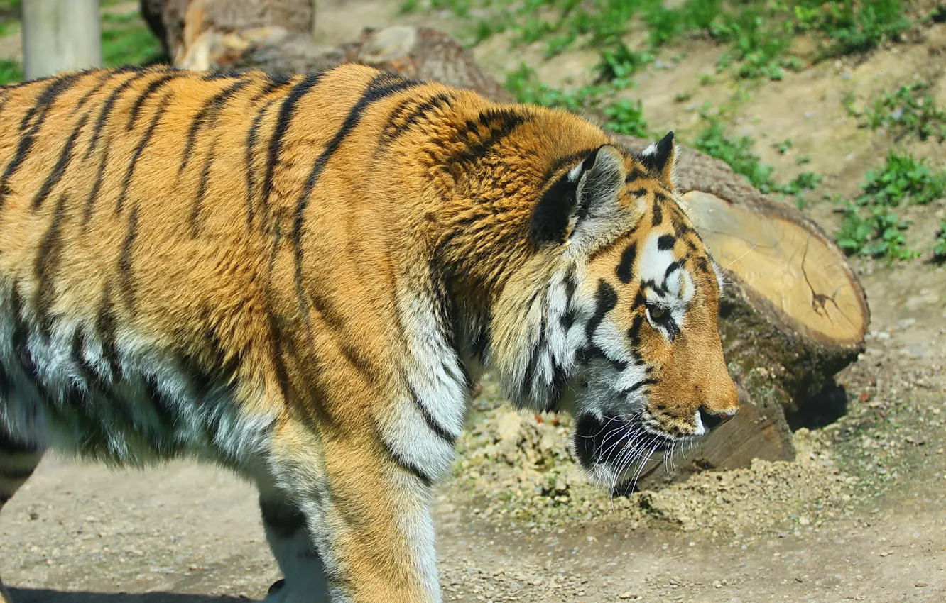 Фото обои полоски, тигр, хищник, профиль