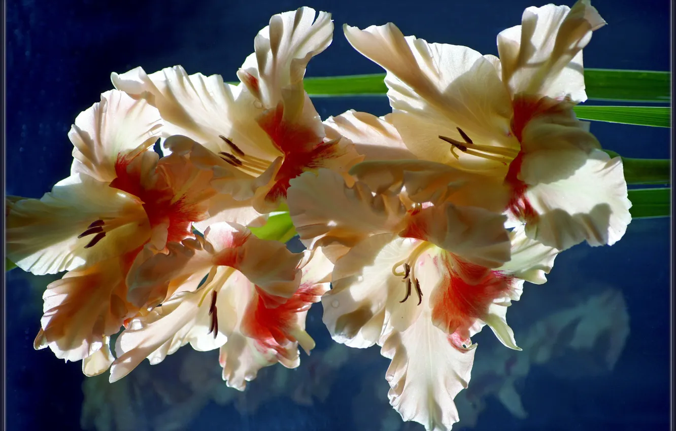 Фото обои цветы, фон, гладиолус