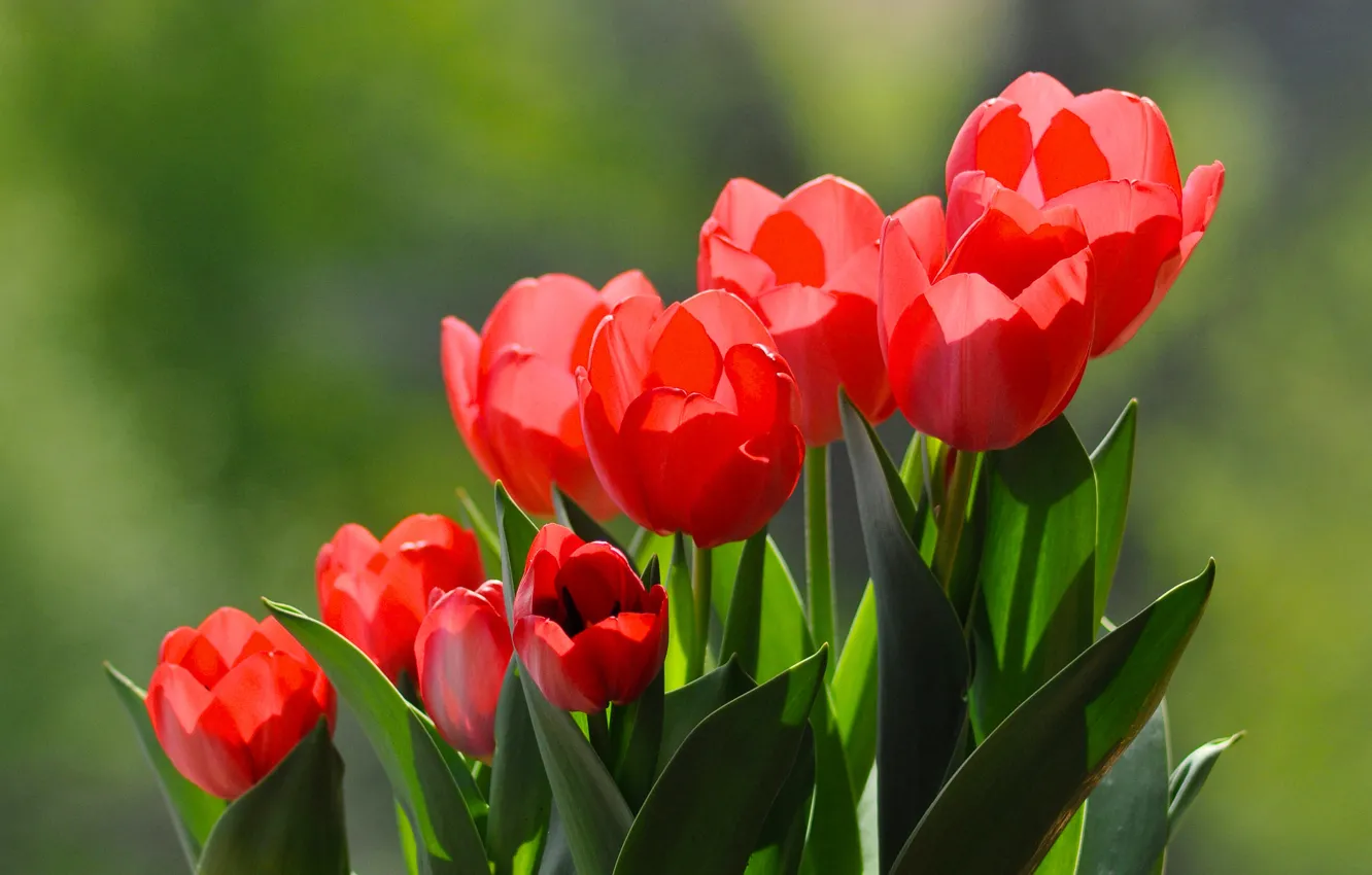 Фото обои фон, тюльпаны, красные тюльпаны