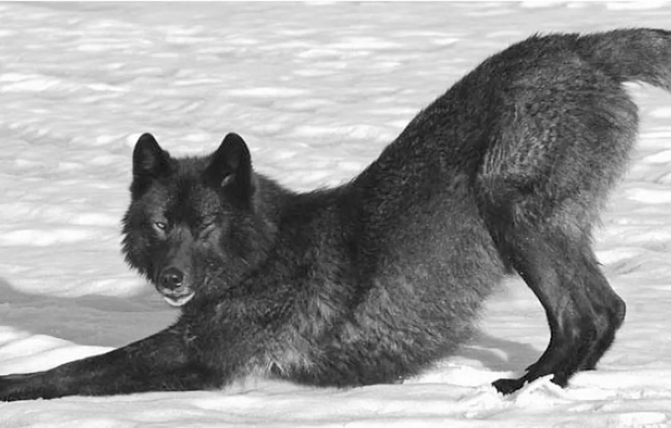 Фото обои nature, Gray Wolf, face, animal, wolf, canis lupus, wildlife, head
