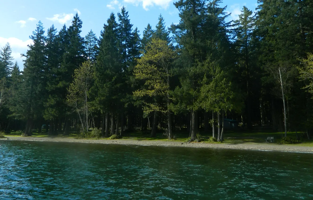 Фото обои лес, деревья, река, Природа, forest, river, trees, nature