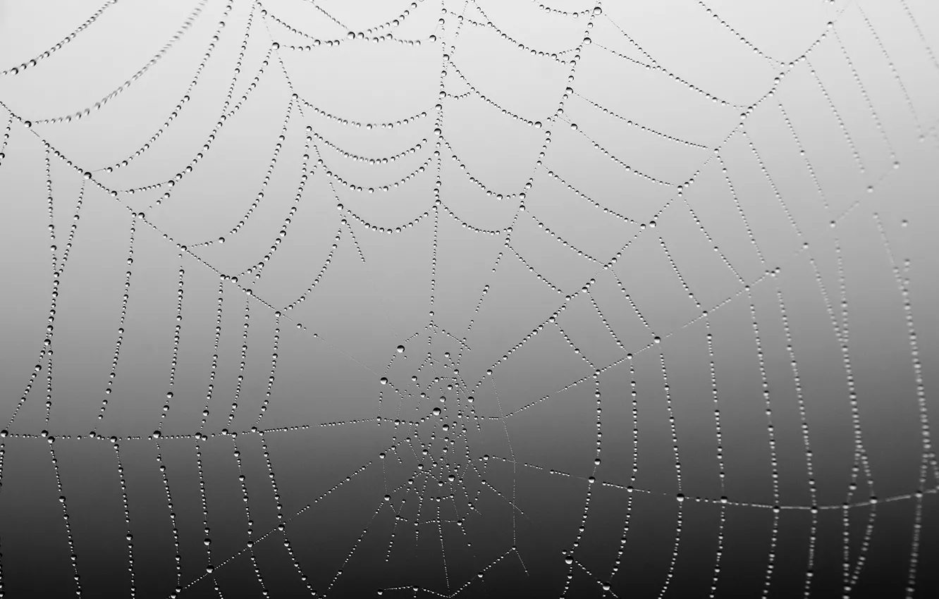 Фото обои spider, night, web