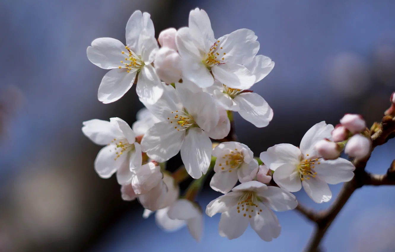 Фото обои цветы, ветка, весна, белые, яблоня, цветение, в цвету