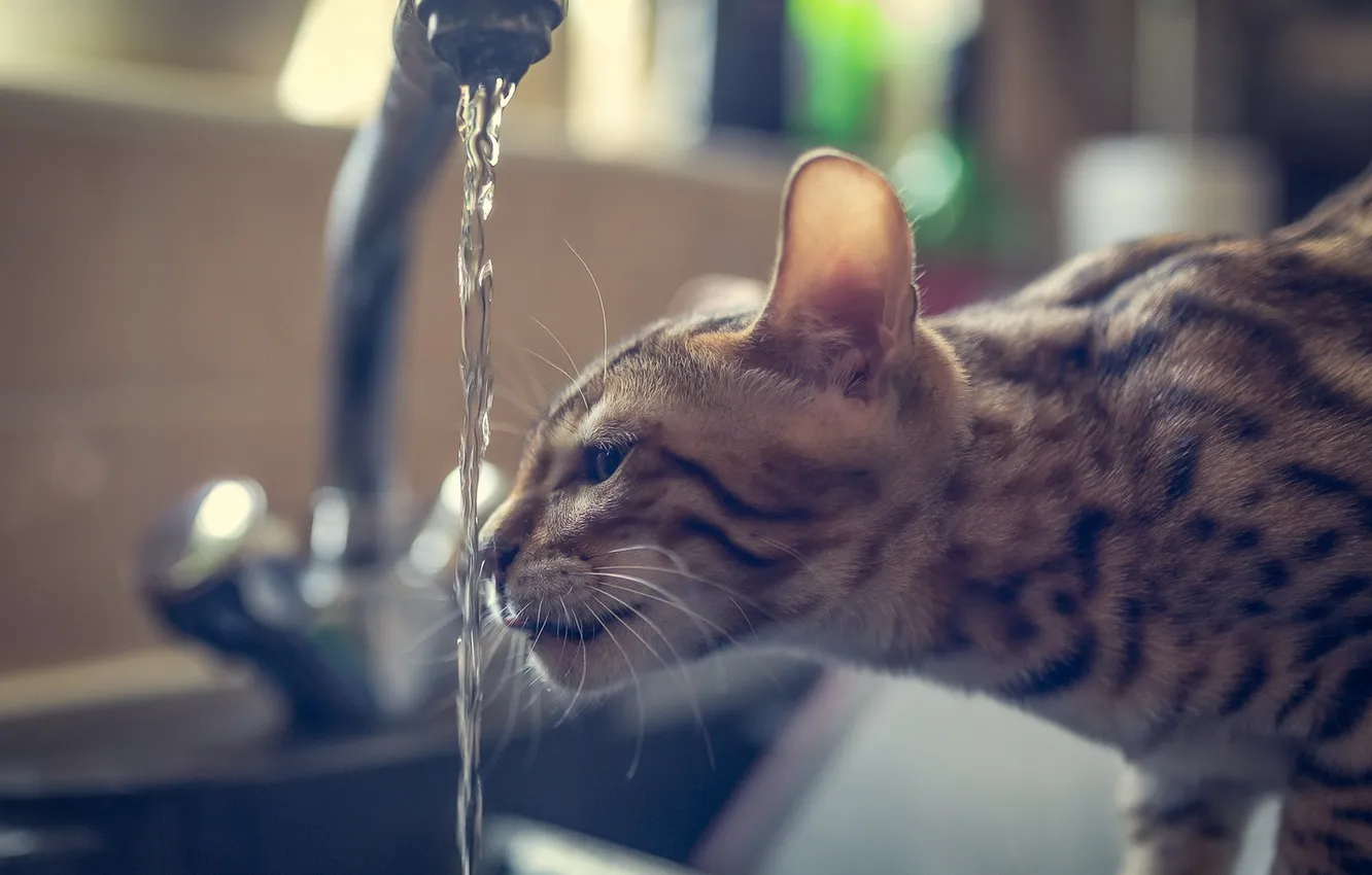 Фото обои кот, вода, кран, бенгальский