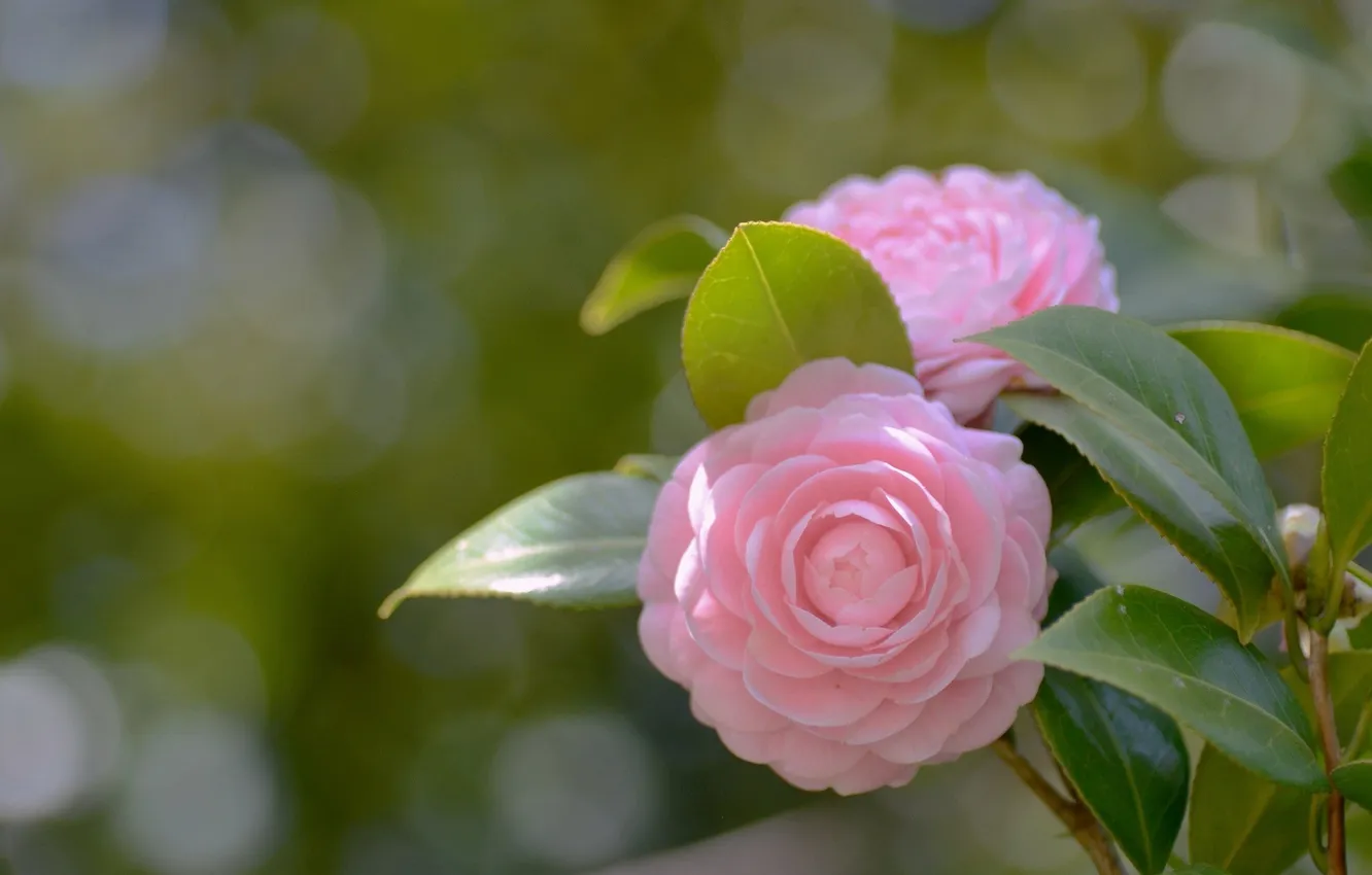 Фото обои цветок, розовая, лепестки, камелия