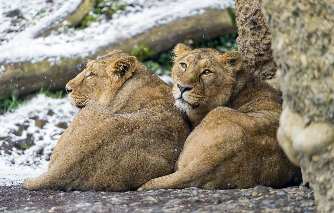 Фото обои взгляд, снег, кошки, пара, львицы, ©Tambako The Jaguar