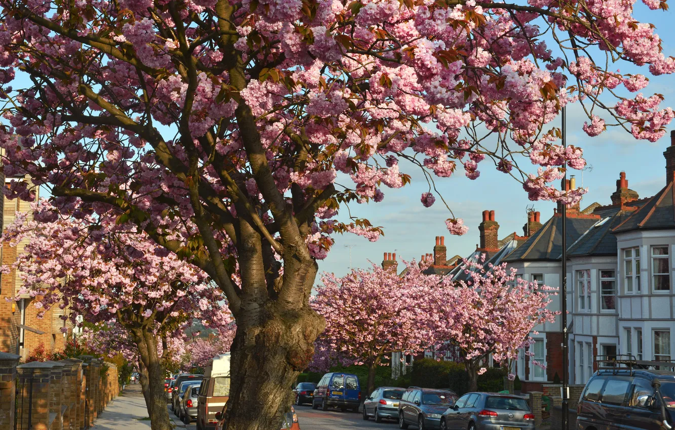 Фото обои цветы, дерево, улица, Muswell Hill Cherry Blossom